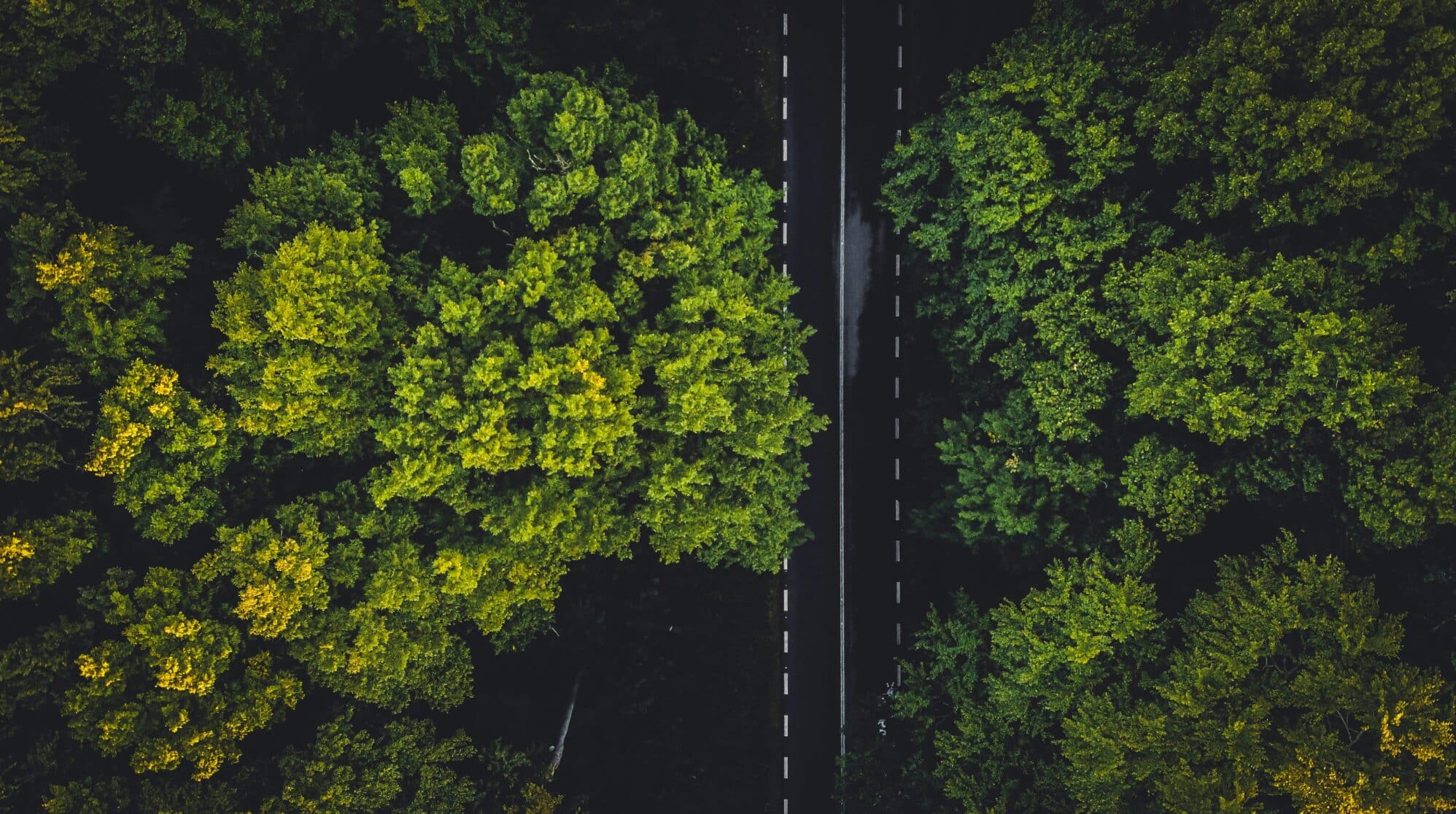 Road through forest