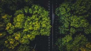 Road through forest