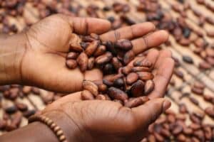 Cacao beans